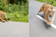 【インド】二人乗りのバイクに本気のベンガルトラが襲いかかる恐怖の映像