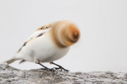 海外の失敗した動物写真集、残念すぎるのが逆に良いと話題に！