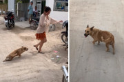 「あ、足が〜」かまってもらうために足に怪我を負っているフリをする犬。功を奏する事はできるのか？