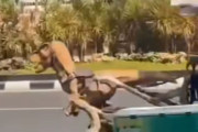一方インドでは、恐竜が仕事をしていた。電動リキシャを魔改造した運転手が話題に