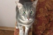前足で喜びを表現。10日後に家に戻った時の息子(猫)、ばっちりハグ待ち。その様子に関する反応
