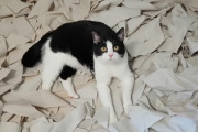 部屋中にトイレットペーパーを敷き詰めて猫を投入したら夢中になって遊び始めた！