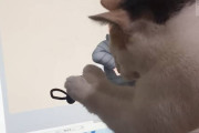 モニターに映った絵の蝶々を可愛く追いかける猫の動画