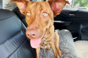 【海外】「捨てられた犬が新しい家族と出会い、感動の変身！愛あふれる旅路を見逃さないで💖」