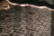 家の近くにいた巨大なニシキヘビ