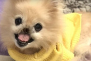 進行性の癌の治療の為、鼻を切除したワンちゃんが希望を与える存在に！