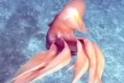 海外「この世界にもこういう奇妙な生物がいるというのは興味深い」日本の無人探査機が捕えた9種の深海生物（海外の反応）