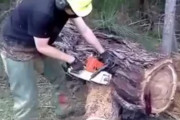 木をチェーンソーで切る映像がまるでホラー映画みたいな光景だと海外で話題に