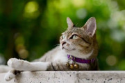 ネコの狩猟本能を緩和させる方法　英大学の研究チームが発表