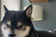 海外「己の内なるオオカミを見せつけてくるうちの柴犬」→「ひえっ！」「すごくどう猛だね」「彼に何をしたんだ？ｗｗｗｗｗ」「彼には愛が必要」