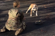 愛犬との感動の再会のはずが警戒され逃げられてしまう飼主さん！その後匂いでわかってもらい大はしゃぎする愛犬と幸せそうに戯れる！