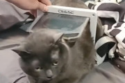 飼い主さんも想定外の太さ？！猫用ドアを通り抜けられないぽっちゃり猫のゴクウ君
