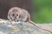ネズミはいとも簡単にトイレを這い上がってくる件…「見なかったことにしておこう」「もう二度とトイレには行かない😂」海外の反応