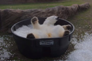 「あぁ～気持ちいい！」ホッキョクグマが氷風呂で涼を取る姿にほっこり