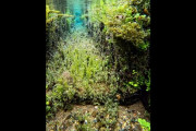 【海外の反応】日本にある世界で最もきれいな排水路　海外の反応「魚も泳いでいることがある、日本には子供がいないからだ」